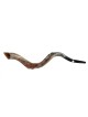Half Natural Half Polished Nostalgic Crown Yemen... | Yemenite Shofars