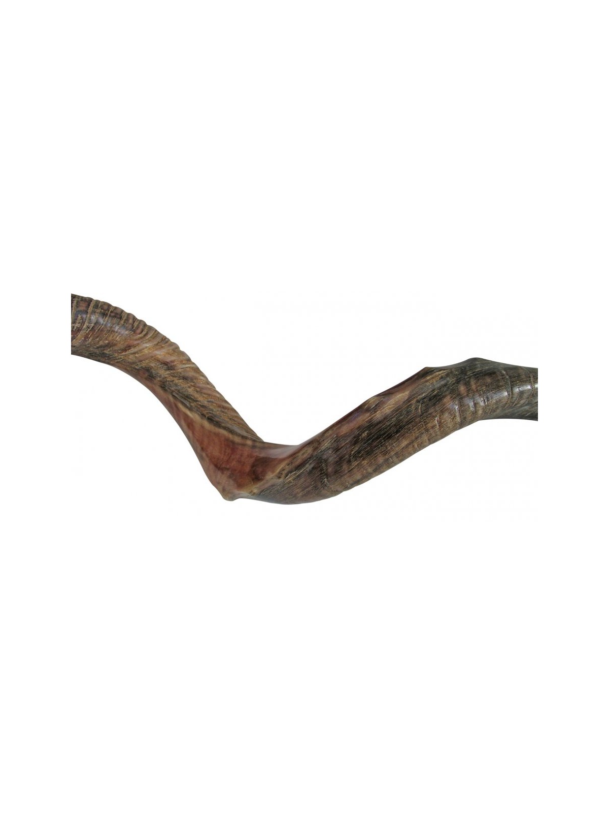 Half Natural Half Polished Nostalgic Crown Yemen... | Yemenite Shofars