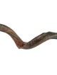 Half Natural Half Polished Nostalgic Crown Yemen... | Yemenite Shofars