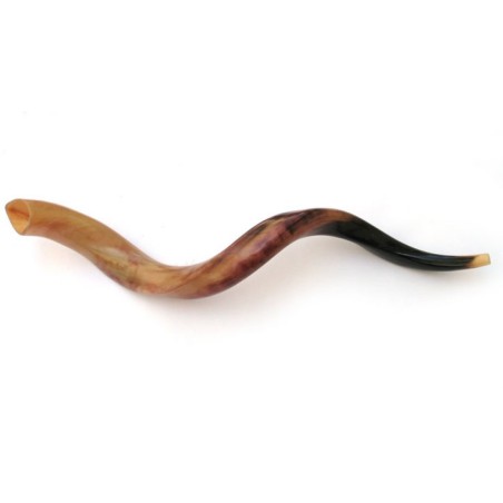 4 Yemenite Polished Shofars 36 | Shofar Sale