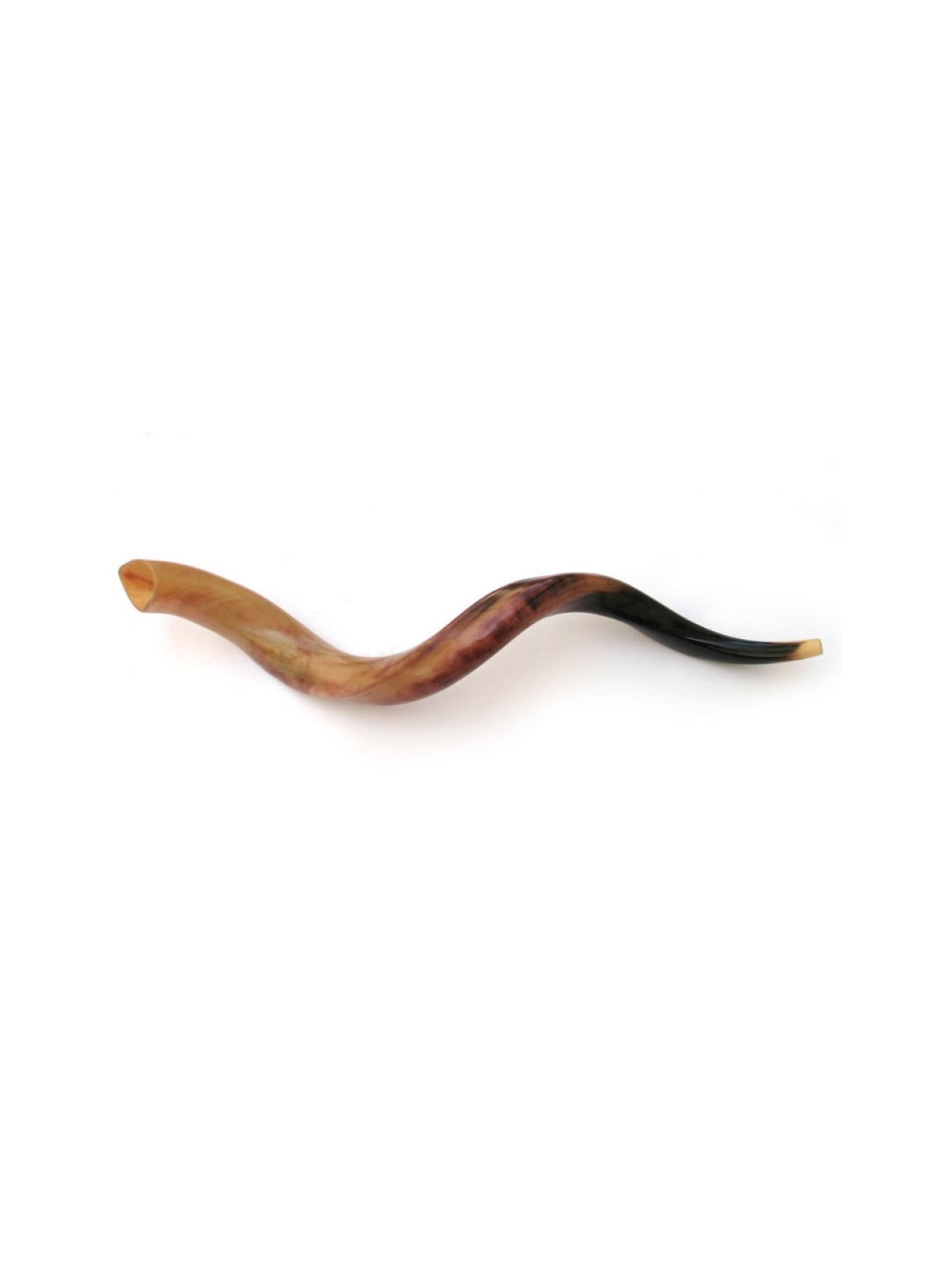 4 Yemenite Polished Shofars 36 | Shofar Sale