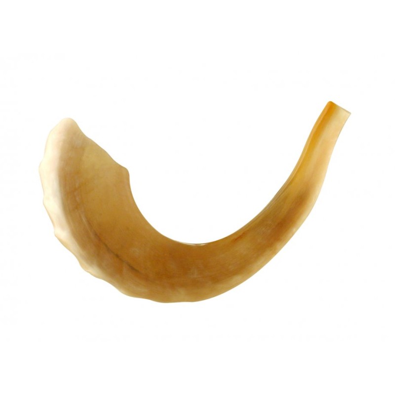 Rams Horn שופר מלוטש עם תיק וניקוי... | ראמס הורן שופרס