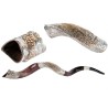 Decorative Yemenite Shofar with Sterling ... | Sterling Silver Shofars