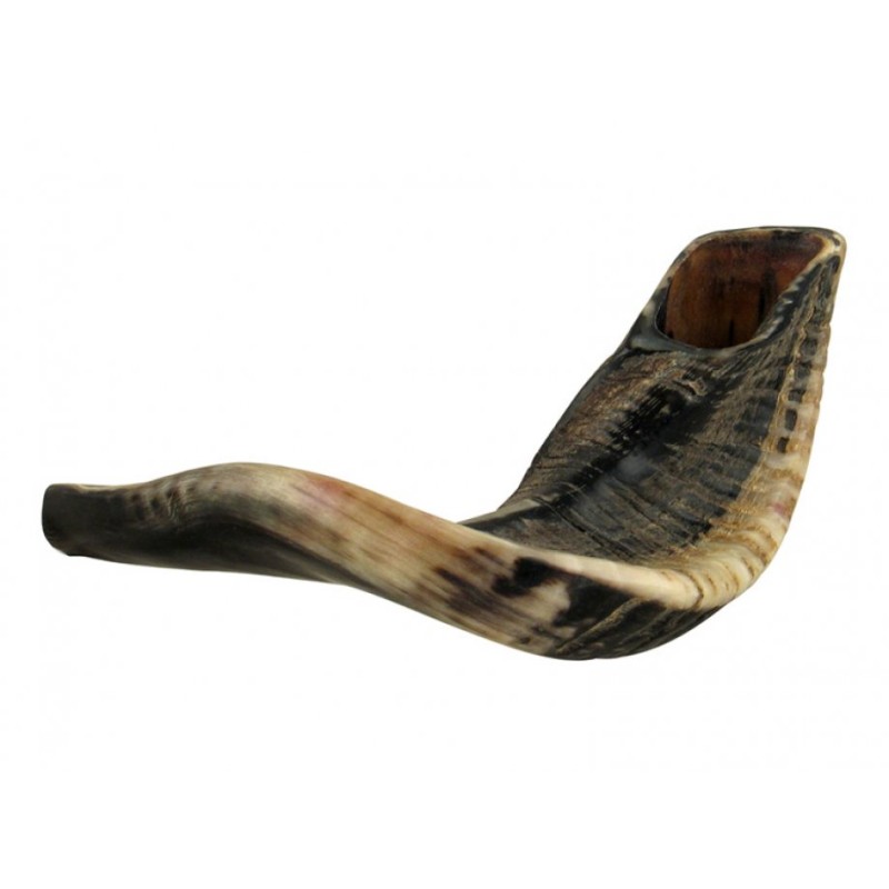 Natural Black Rams Horn שופר עם תיק וקל... | ראמס הורן שופרס