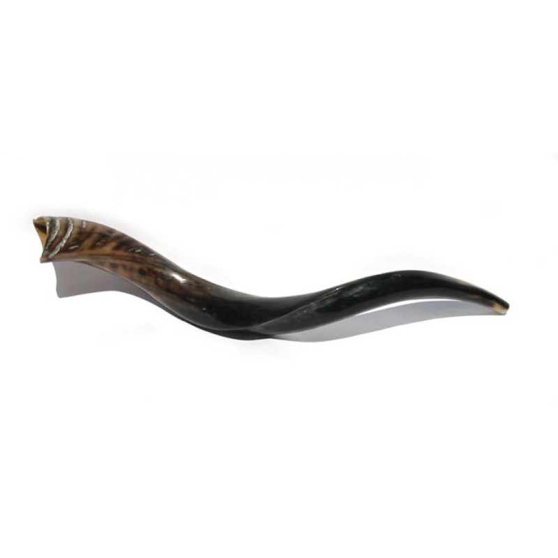 2 Yemenite Shofars Polished 33 | Shofar Sale