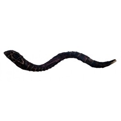 Majestic Leather bound Jumbo Yemenite Shofar St... | Decorated Shofars